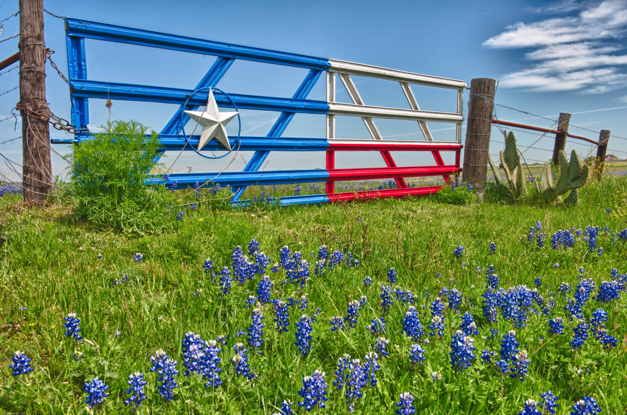 Trails and Festival in Ennis, Texas, in April 2024